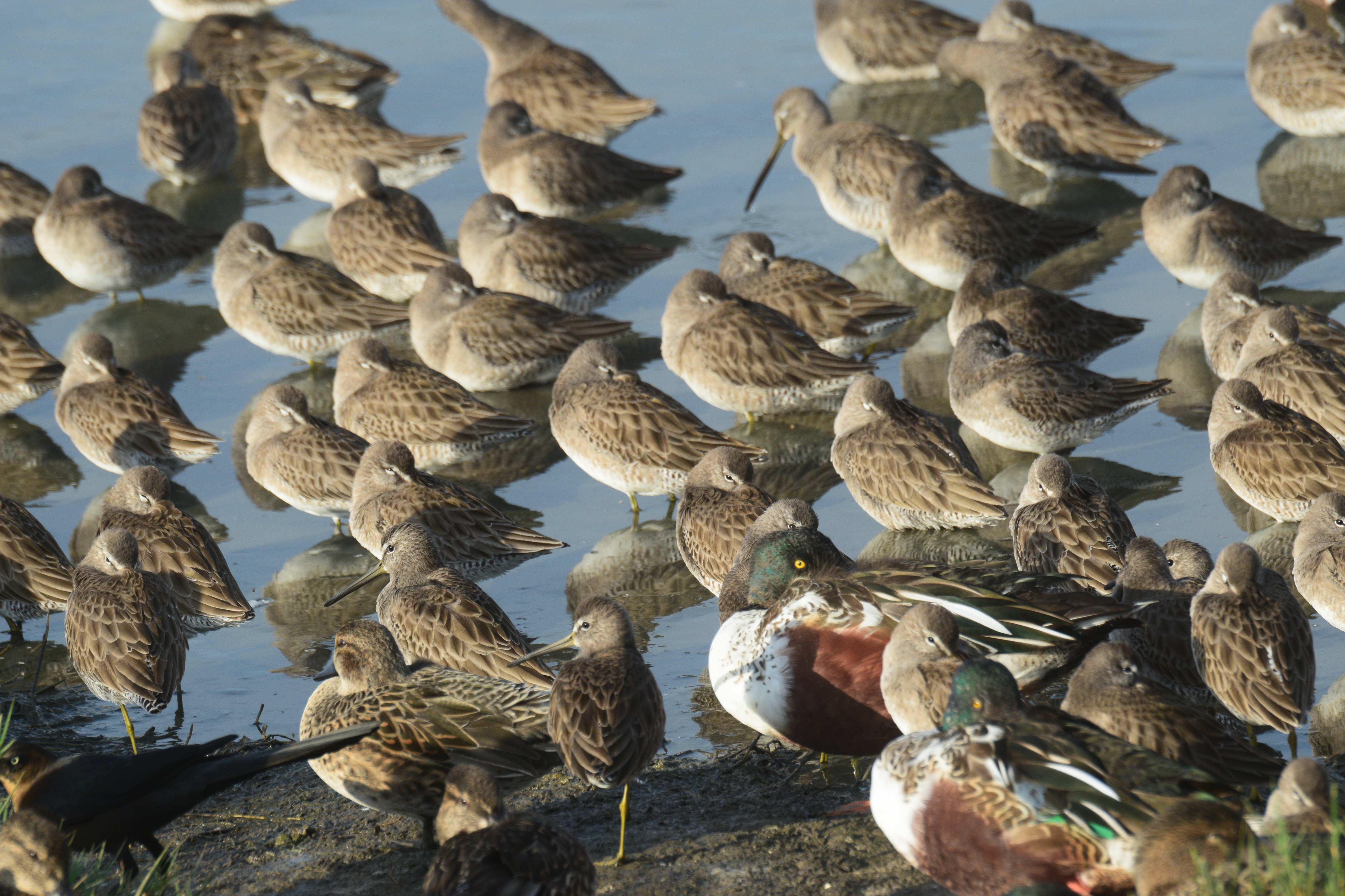 Wildlife photography